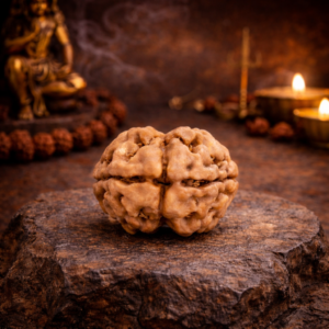 2 Mukhi Rudraksha Nepal Origin - 17mm to 22mm